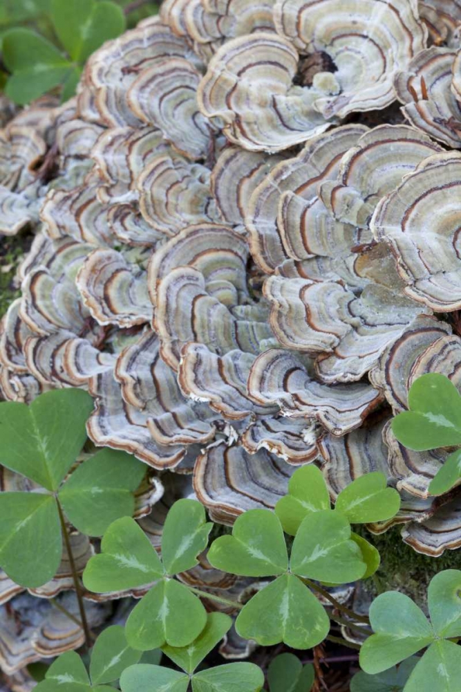 CA, Samuel P Taylor SP, Oxalis leaves and fungus